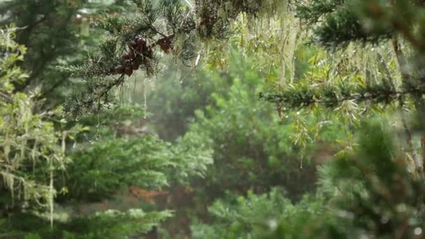 Lace Lumut Lumut Menggantung Cabang Pohon Hutan Berkabut Hutan Surealis — Stok Video
