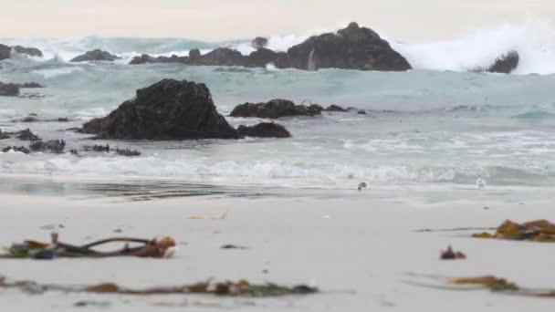 Onde Oceaniche Molti Uccelli Pifferaio Sabbia Spiaggia Rocciosa Piccoli Uccelli — Video Stock