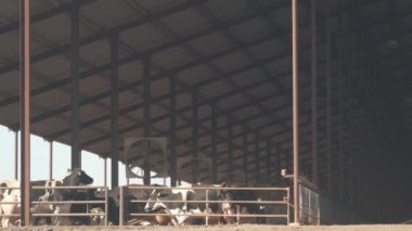 Mandıra çiftliğinde sıra sıra inekler, ticari çiftlik hayvanları endüstrisi, süt ve et üretimi. Hayvanlar ahırda, ahırda, ahırda ya da ahırda besleniyor. Kaliforniya tarım, ABD tarım.