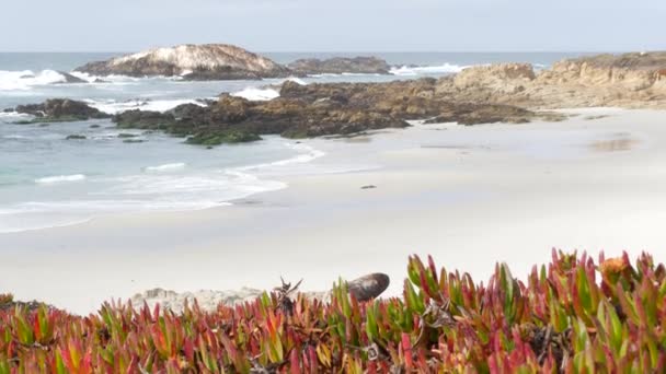 Scenic Mils Bilresa Monterey Kalifornien Usa Rocky Craggy Ocean Havsvatten — Stockvideo
