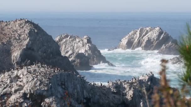 一群褐色的鹈鹕在悬崖上 岩石岛在海洋中 洛沃斯角风景 蒙特里野生动物 加利福尼亚海岸 大浪汹涌 鸟儿飞翔 许多小动物筑巢 野生动物聚居地 — 图库视频影像