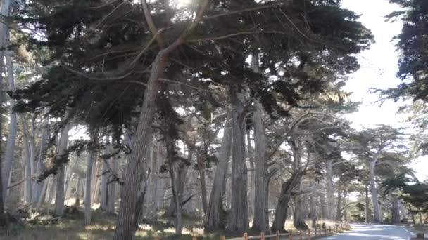 美国加利福尼亚州蒙特雷半岛17英里的风景大道 公路穿越柏树林 针叶林 常绿松树林 树林或树林 大苏尔附近的太平洋海岸公路旅游路线 — 图库视频影像