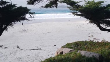 Carmel 'deki boş okyanus kumlu plajı, Monterey doğa, California sahili, ABD. Büyük köpüklü deniz dalgaları kıyıya çarpıyor. Deniz kıyısındaki tatil beldesi. Güneşli sisli hava, çamlı selvi ağacı.