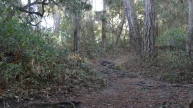 Ormandaki ya da ormandaki patika yolu, eski koruluktaki ya da ormandaki patika yolu, Point Lobos vahşi doğası, Kaliforniya ABD. Yürüyüş ya da yürüyüş için patika ya da yürüyüş yolu. Kozalaklı çam ağaçları manzarası.