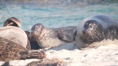 Vahşi benekli fok sürüsü, Pasifik limanı deniz aslanları dinleniyor, kumlu okyanus plajı, La Jolla vahşi yaşam, Kaliforniya kıyısı, ABD. Genç deniz hayvanları kolonisi özgürce, doğal yaşam alanlarında su altında..