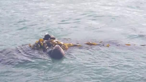 Leuke Harige Zee Otter Zeezoogdier Schattig Knuffelbaar Wild Waterdier Zwemmen — Stockvideo