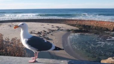 Vahşi benekli fok sürüsü, Pasifik limanı deniz aslanları, okyanus plajı, La Jolla vahşi yaşam, Kaliforniya kıyıları, ABD. Hayvanlar sürüsü, özgürlük kolonisi, deniz kenarındaki doğal yaşam alanı. Çocuk havuzu, martı kuşu.