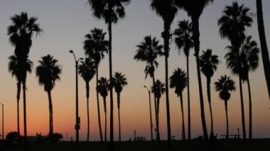 Turuncu ve mor gökyüzü, Kaliforniya sahillerinde, gün batımında, plajda palmiye ağaçlarının siluetleri. San Diego 'daki sahil parkı, Mission plaj tatil beldesi. İnsanlar akşam karanlığında yürüyorlar.