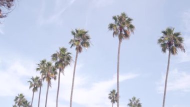 Gökyüzünde uçan uçak, Los Angeles, Kaliforniya 'da tropikal palmiye ağaçları. Uçak ya da uçak havaalanından ayrıldı. Seyahat, turizm ya da yaz tatili konsepti. Palmiye ağaçları ve uçaklar ya da havada jet