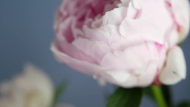 Pfingstrosen Blühen Frühling Hellrosa Blüten Der Paeony Knospe Aus Nächster — Stockvideo
