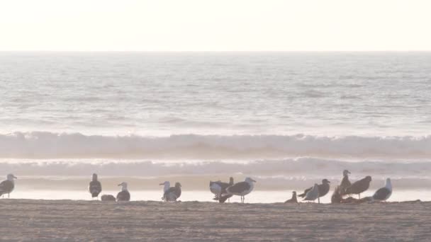 海鸥在海滩上的海水边 在日落时在美国加利福尼亚的海浪边 在和平海岸沙滩上的鸟群或鸟群 许多海鸥和海景在任务海滩的日落时分 — 图库视频影像