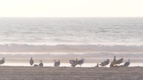 Aves Gaviota Por Agua Del Océano Playa Olas Marinas Atardecer — Vídeos de Stock