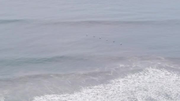 野生の茶色のペリカン鳥の群れが飛んで 大きな海の波の海のビーチでクラッシュする 翼によるペリカヌスの羽ばたき 水面上のサーフィンフライト Torrey Pines野生動物 サンディエゴ動物園 カリフォルニア州海岸 アメリカ — ストック動画