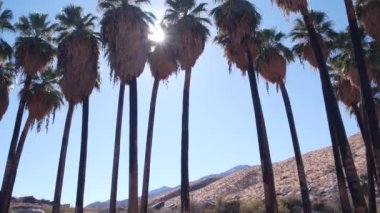 Palmiye ağaçları, dağlar ve tepeler, Los Angeles yakınlarındaki güneşli Palm Springs, Kaliforniya vadisi doğası, ABD. Kuru iklim bitkileri, kanyondaki çöl vahası, yaz atmosferi. Washingtonia avuç içleri.