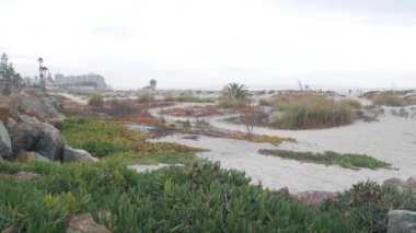Sisli Coronado plajının kum tepeleri, Kaliforniya sahillerindeki okyanus dalgaları, ABD. San Diego 'da bulutlu hava. Brume 'da sakin deniz kıyısında sulu bitki, sisli ot, dingin estetik