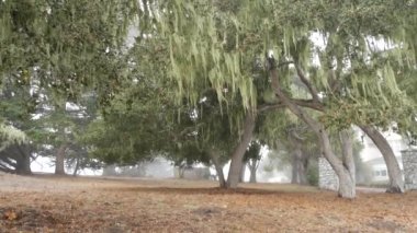 Dantelli yosun asılı, sisli ormanda ağaç dalları. Gerçeküstü orman, gizemli eski peri bahçesi, fantezi ormanı. Parazit mantar mantarıyla kaplı bitkiler. Monterey Flora, Kaliforniya ABD