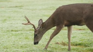 Boynuzlu vahşi erkek geyik ya da yeşil çimlerde otlayan boynuzlar. Fallow, kırmızı ya da katır geyiği otların üzerinde, geyik ya da geyik. Monterey yaban hayatı, Kaliforniya doğası, ABD. Otçul toynaklı memeliler yer ya da beslenirdi.