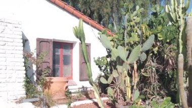 Beyaz duvar Meksika eski köy evi, kepenkli ahşap pencere, sulu bitkilerin bahçesi ve uzun kaktüsler. Kenar mahallelerin kırsal kesimi, taşra çiftliği, çiftlik mimarisi.