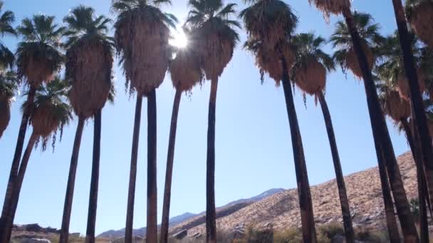 Row Palm Trees Mountains Hills Sunny Palm Springs Los Angeles — Stock Video