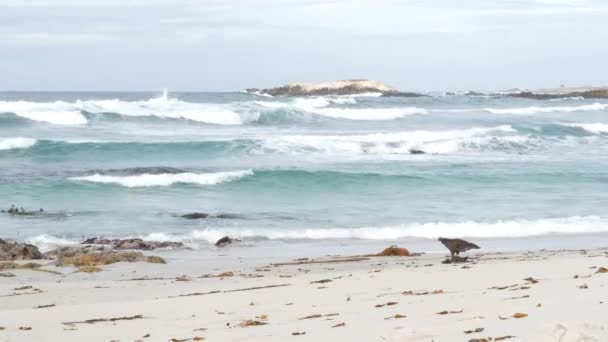 Άγρια Γαλοπούλα Τρώει Νεκρό Σώμα Ζώου Παραλία Ωκεανός Monterey Άγρια — Αρχείο Βίντεο