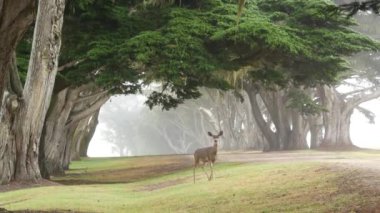 Vahşi, genç bir geyik otluyor, yeşil çimenler. Özgürlük için yavru geyik, selvi ağaçları tünel ya da koridor, kemer yolu, sisli orman. Sisli hava, Monterey, California vahşi yaşam, ABD. Dantel yosun..