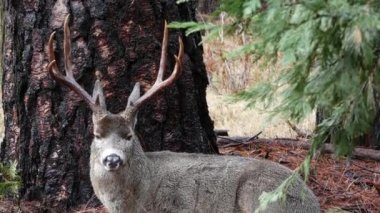 Boynuzları ve boynuzları olan vahşi geyikler ağaçtan portreye, Yosemite vadisi ormanlarındaki hayvanlar, Kaliforniya vahşi yaşam faunası, ABD. Ya geyik suratlı ya da geyik kafalı, büyük gözlü. Vahşi doğa ya da orman. Cervus doğal ortamda.