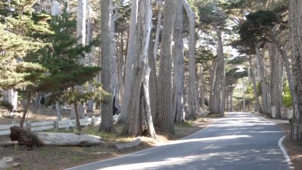 17マイルのドライブ風光明媚な道路 モントレー半島 カリフォルニア州 アメリカ ヒノキの木の森 針葉樹常緑松の森 森や森を介して道路の旅 ビッグサー近くの太平洋沿岸高速道路観光ルート — ストック動画