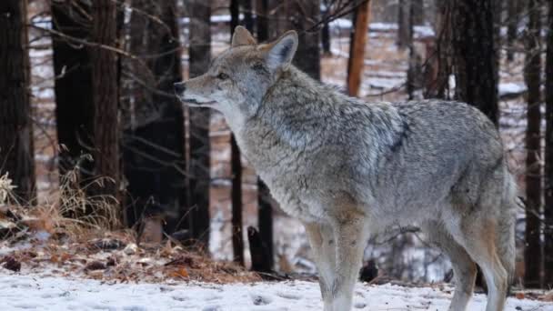 Άγριος Τριχωτός Λύκος Γκρίζος Κογιότ Γκρίζος Λύκος Χειμερινό Χιονισμένο Δάσος — Αρχείο Βίντεο
