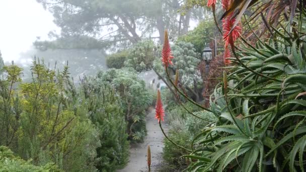 Typical Generic Suburban Residential Street Foggy Misty Sidewalk Monterey Nature — Stock Video