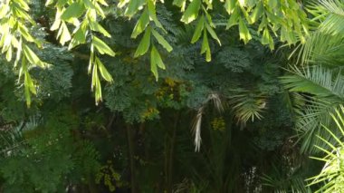 Güneşli ormanlardaki tropikal ağaçların sulu yemyeşil yaprakları ya da Amazon yağmur ormanları, botanik cennetleri. Bitki yaprakları. Güneş ışığı, güneş ışığı veya güneş ışığı altında arka planda kalmış palmiye yaprağı.