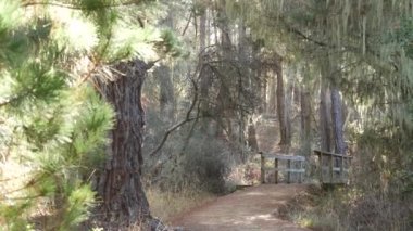 Ormandaki ya da ormandaki patika yolu, Grove ya da Woodland 'daki patika yolu, Point Lobos, Kaliforniya ABD. Yol ya da podyum. Kozalaklı çam ağaçları, sarkık dantel yosunlar. Tahta köprü ya da köprü.