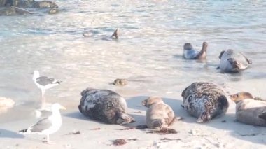 Vahşi benekli fok sürüsü, Pasifik limanı deniz aslanları dinleniyor, kumlu okyanus plajı, La Jolla vahşi yaşam, Kaliforniya kıyısı, ABD. Deniz hayvanları kolonisi ya da deniz kıyısındaki doğal yaşam alanlarında sürü. Martı kuşları.