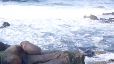 Vahşi yavru fok uyuyor, sevimli deniz aslanı buzağı kayalık okyanus sahillerinde dinleniyor, La Jolla vahşi yaşam, San Diego, California, ABD. Şirin deniz hayvanı yavrusu, bebek, köpek yavrusu ya da yavru, su dalgası köpüğü