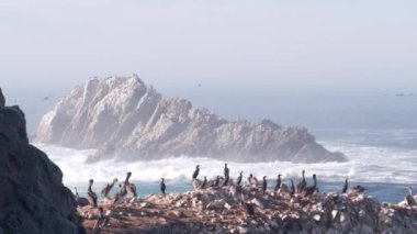 Uçurumdaki kahverengi pelikan sürüsü, okyanustaki kayalık adası, Point Lobos manzarası, Monterey vahşi hayatı, Kaliforniya sahili, ABD. Büyük dalgalar çarpar, kuşlar uçar. Birçok pelecanus yuvası, vahşi hayvan kolonisi.