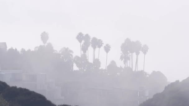 岩や岩場の上にヤシの木のシルエット トーリーパインズ カリフォルニア州海岸 米国の霧の天気 霧に包まれた白い空気中の浸食された風景 霧やスモッグのヤシの木 ブルームの可視性が低い — ストック動画