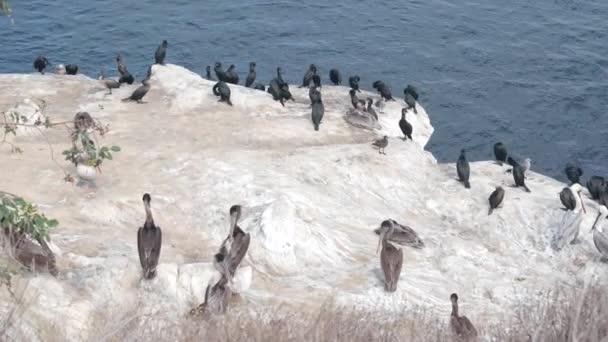 Skarv Flock Eller Koloni Torkning Pelikan Fågel Preen Vingar Fjädrar — Stockvideo