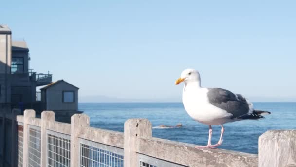 Strandpromenad Trä Monterey California Usa Strandpromenad Högar Pelare Eller Pyloner — Stockvideo