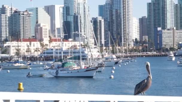 Jachty Porcie Centrum Miasta Panorama Miasta San Diego Cityscape Wybrzeże — Wideo stockowe