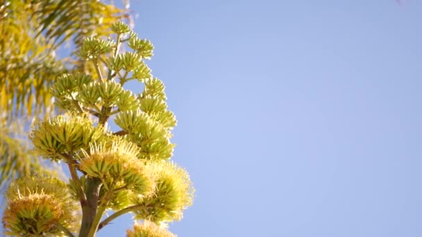 Gele Agave Aloë Exotische Bloem Panicle Eeuw Schildwacht Plant Bloei — Stockvideo