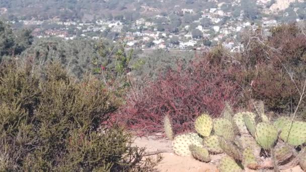 トーリーパインズ州立公園 エコツーリズムのための自然保護区 トレッキングやトレイルハイキング 郊外の海岸カリフォルニア州 環境保護 サンディエゴ近くの荒野 植物の緑と家 — ストック動画