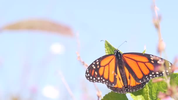 Mariposa Monarca Recolectando Polen Flores Silvestres Jardín Medow Cielo Primaveral — Vídeo de stock