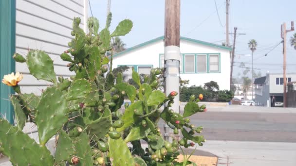 Grüner Kaktus Der Weißen Wand Eines Holzhauses Oder Bungalows Garten — Stockvideo
