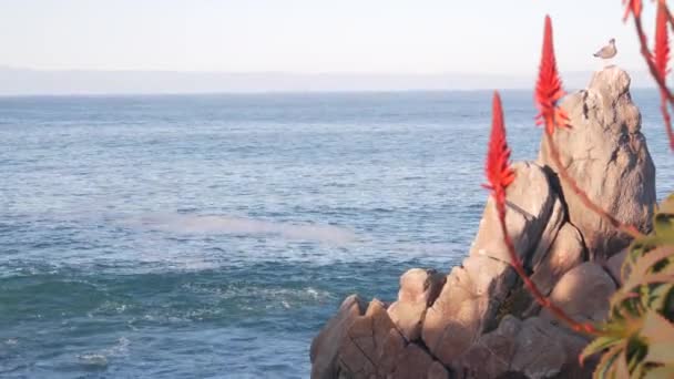 Rode Aloë Cactus Bloem Rotsachtige Craggy Shore Kiezelstrand Monterey Baai — Stockvideo