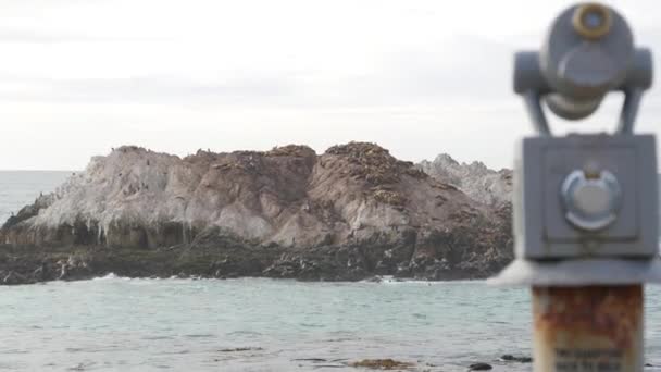 Kayalık Kayalık Sahilde Fok Deniz Aslanı Yuvası Vahşi Hayvanlar Stasyon — Stok video