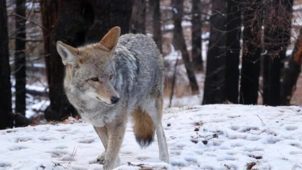Divoký Chlupatý Vlk Šedý Kojot Nebo Šedý Vlk Zimní Zasněžený — Stock video