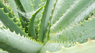 Aloe vera rosette, çiy ya da yağmur suyu damlaları, taze sulu ıslak bitki, nemli yapraklar, yağmur damlaları ya da damlacıklar. California sulu bitki örtüsü, bahar sabahı. Nemlendirici organik kozmetik ferahlatıcı bileşen.
