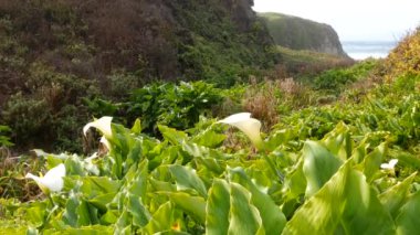 Calla Nilüfer Vadisi, Garrapata sahilindeki dere kanyonu, Big Sur manzarası, Monterey Doğa, Kaliforniya, ABD. İlkbaharda okyanus dalgalarının yanında birçok beyaz zambak. Çiçekler açıyor, kır çiçekleri açıyor.