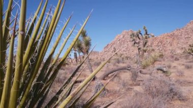 Çöl bitkisi, Joshua Tree Ulusal Parkı, Kaliforniya ABD. Vahşi batı ve Hint atmosferi, Batı kurak iklimi. Vadi yaban hayatı, kaktüs suları, agave ve yukka bitkileri. Kuru susuz fundalık.