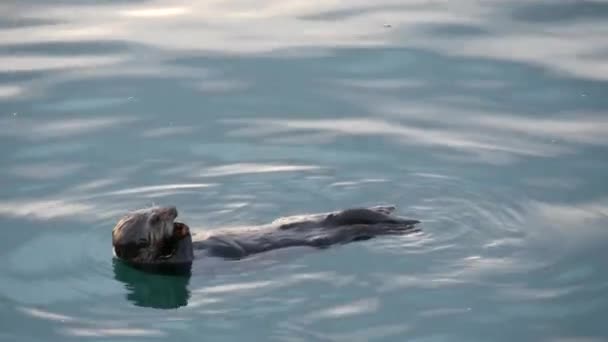 かわいい毛皮の海カワウソ海洋哺乳動物の行動 海の水でかわいい野生の水生動物の水泳 カリフォルニア海岸の野生動物 米国の動物 面白い小さな足や手 回転又は回転 — ストック動画