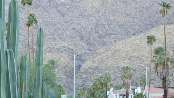 Palmeras Cactus Montañas Colinas Soleadas Vacaciones Palm Springs Resort Cerca — Vídeos de Stock